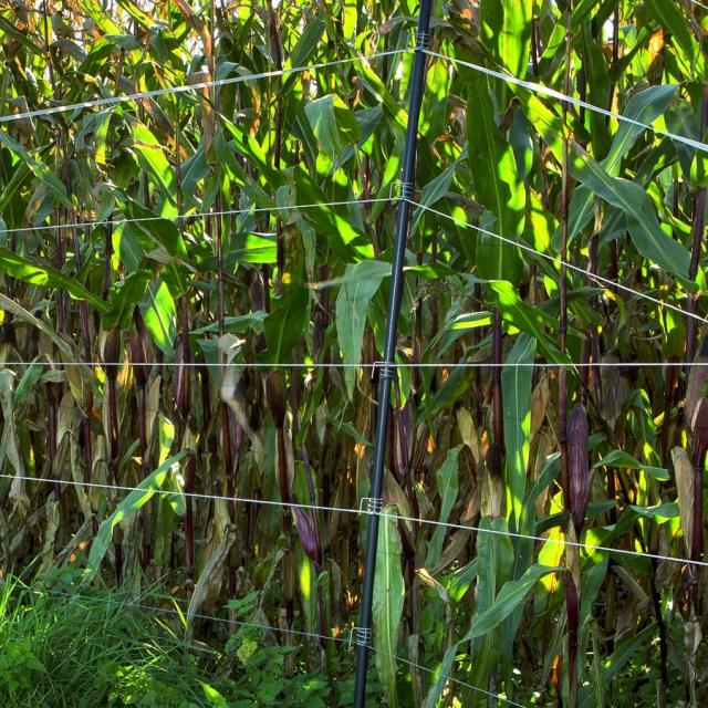 Gallagher Klips til Plastpæle 25 stk.