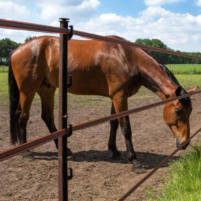 Gallagher Turboline Bånd 20mm Terra 200m