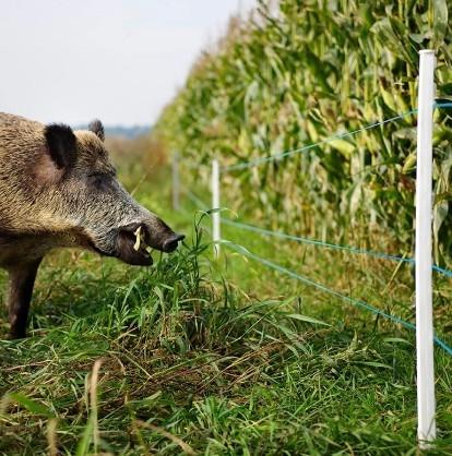 Gallagher Polyreb Ø3 mm Turboline blå 400 m